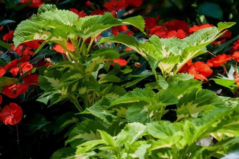 Mark where your plants are now so you know what's coming next spring.