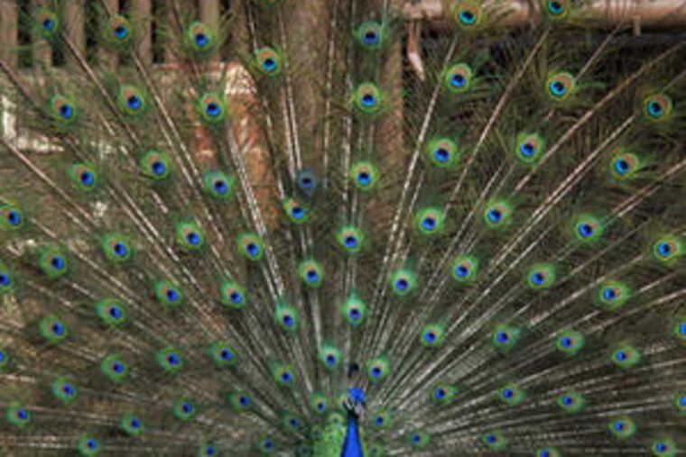 The peacock's gorgeous tail wins the girl, or peahen. Human males likewise use "peacocking" to curry female favor.