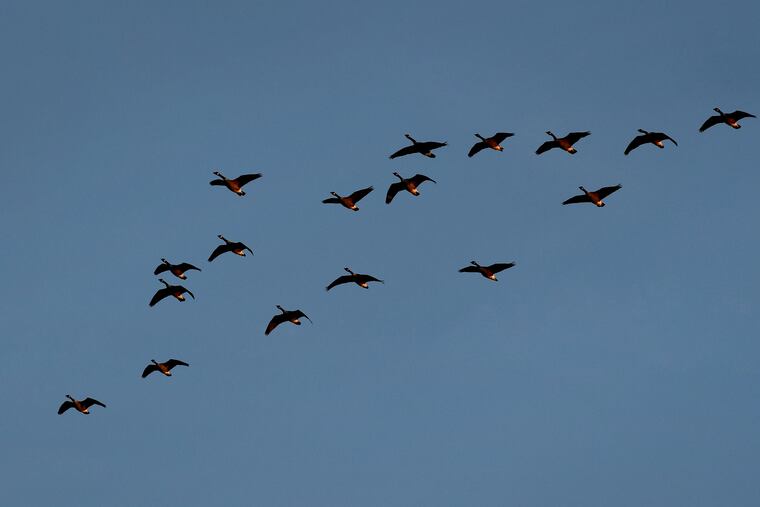 Three new technologies are rapidly expanding what we know about bird migration.