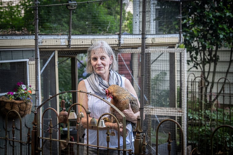 Suzanne Passante holds one of her chickens, Zuzu, inside the chicken coop in the backyard of her home in Haddon Township, N.J., on Wednesday, June 24, 2026.
