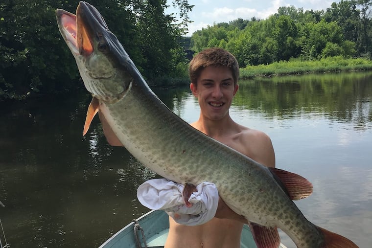 Kevin Rodenbaugh, 20, of King of Prussia, with a 45-inch long muskie he says he caught in the Schuylkill July 17 in Norristown, Pa.