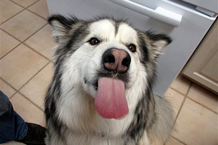 This Saturday, Dec. 3, 2011 photo shows Nanuk just after he took a Prozac in peanut butter at the home Jeri Clausing in Corrales, N.M. Clausing knew Nanuk needed help when the 85-pound Alaskan malamute bit a house guest at Clausing's home sending the guest to the emergency room for stitches. (AP Photo/Jeri Clausing)