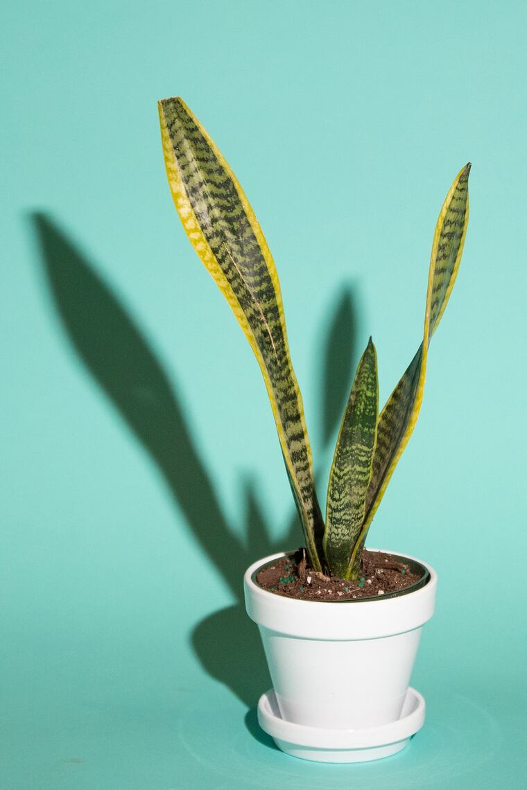 Plants for low-light: The best office-desk flora