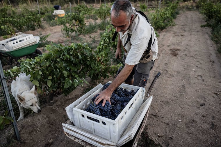 Spain's wine tradition marries old and new-school techniques.