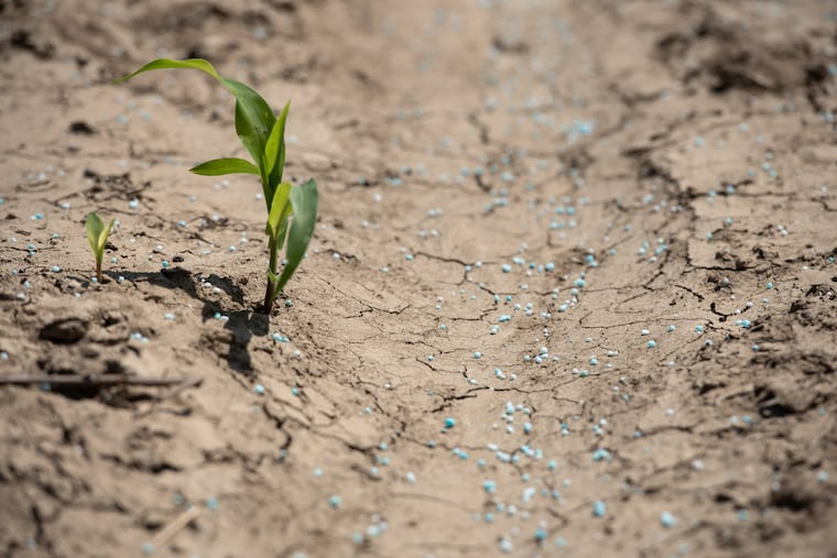 A mixture of urea and ammonium sulfate fertilizer on a corn field in Glendora, Miss. Global supplies of ingredients for such synthetic fertilizers have been disrupted by the Iran war.