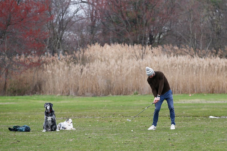 Brendan Purcell practices hits his golf shot as his dogs Hanes (left) and Sklyar sit on the ninth-hole fairway at the now-shuttered FDR golf course in South Philadelphia in March..