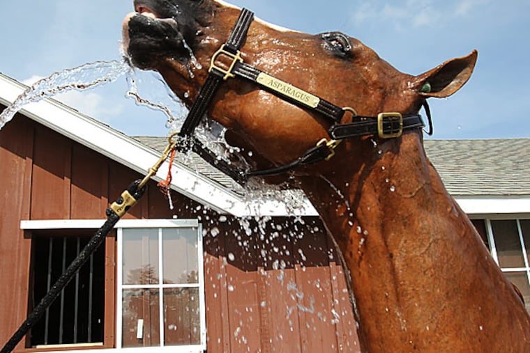 A horse cools off during the Devon Horse Show. (Charles Fox/Staff Photographer)