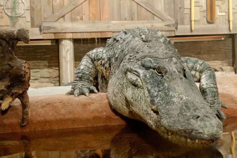 Mighty Mike , America's largest alligator, will be at the Adventure Aquarium through Monday.