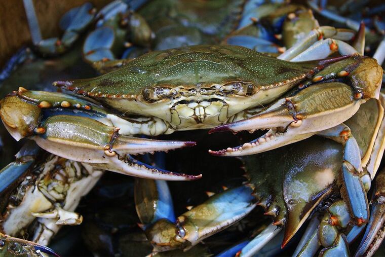 Crab shells and wood could be components of a new packaging material being researched at Penn State.