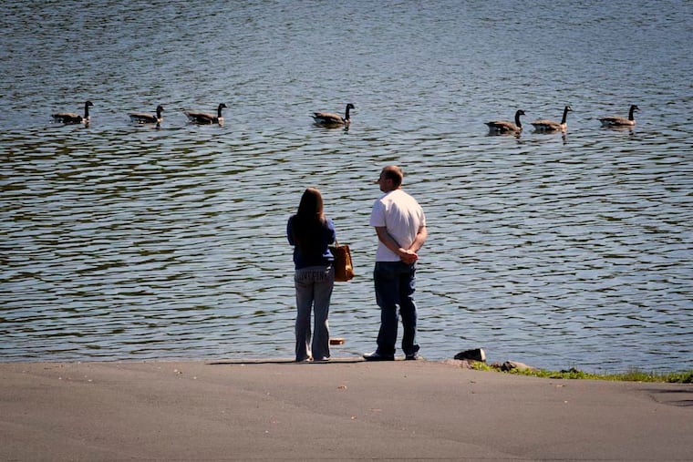 A couple watches geese lazily float by while enjoying a day in Core Creek Park in Bucks County in September 2013. The park recently reported that several wild birds had been found dead in the park and tested positive for highly pathogenic avian flu.
