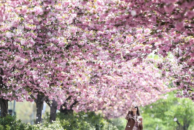 Iryna Shmanenko, 30, of Center City, catches the wind blowing cherry blossoms on Delaware Avenue near Race Street on a warm April day. The winds also have been carrying vast amounts of tree pollen, and now grasses.