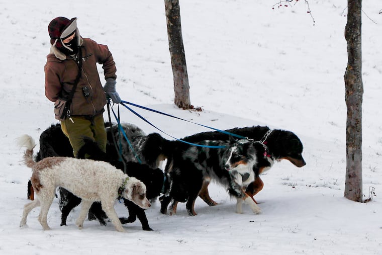Dog walker Hillary Steffes takes a group of six of her clients dogs on a walk through snow covered Frick Park in Pittsburgh.