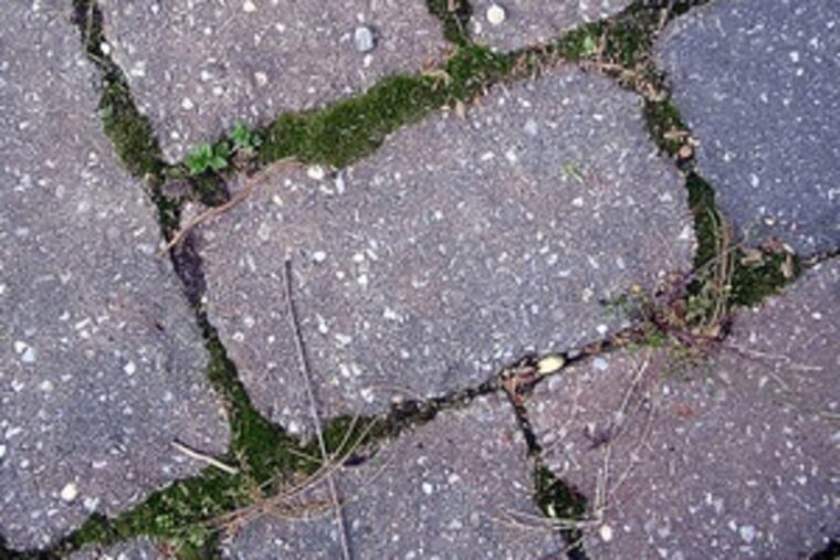 Remove moss while growing, experts say, and maybe reduce the shade that encourages that growth.