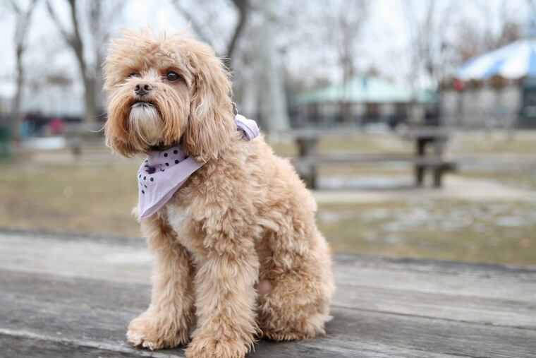 Sunny Bear sits for a portrait at Franklin Square. She has become an Internet celebrity thanks to Twitter posts of her photo with quotes from “The Art of War.”