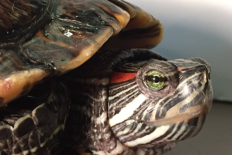 File: A red-eared slider turtle.
