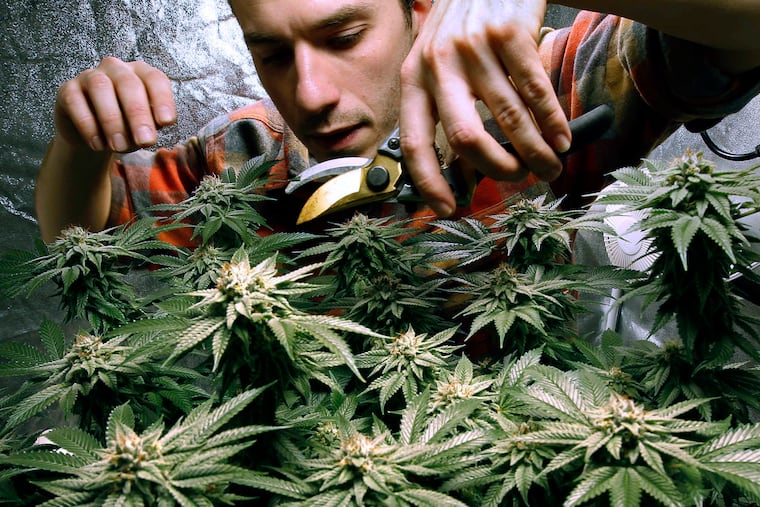 James MacWilliams prunes a marijuana plant growing indoors in Portland, Maine on Dec. 13, 2017.