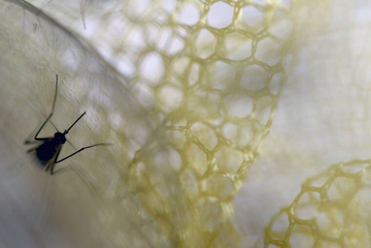 The Aedes aegypti mosquito spreads Zika.