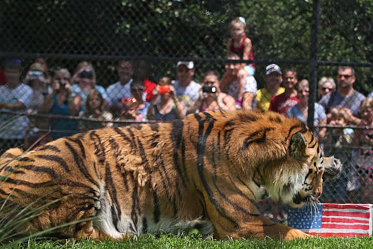 Cape May County Park and Zoo visitors watch as Rocky, a Siberian tiger, makes his World Cup prediction.