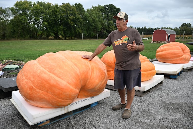 Dave Stelts leans on a 1791 pound pumpkin as he talks about raising giant pumpkins at the farm he and his wife, Carol, own in Enon Valley, Pa. Sept. 26, 2024.
