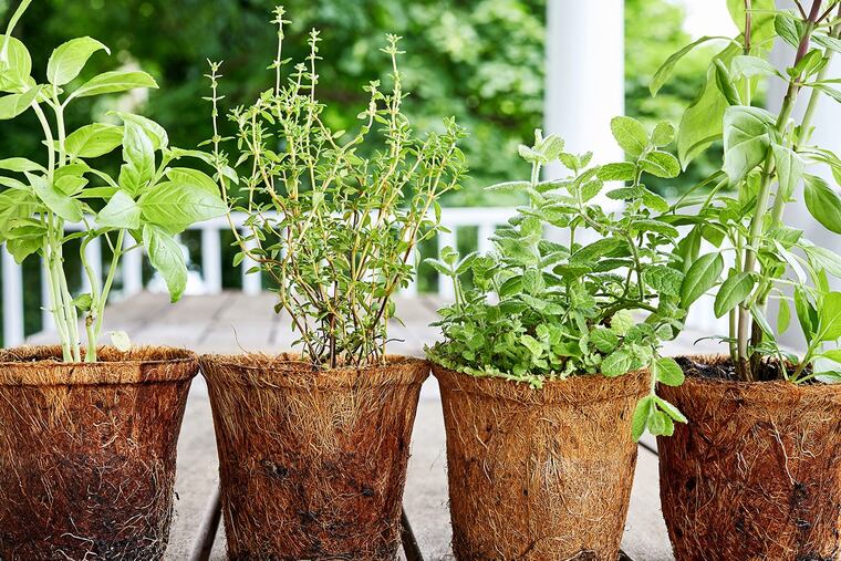 It's hard to argue with the convenience and freshness of stepping outside and snipping whatever you need.