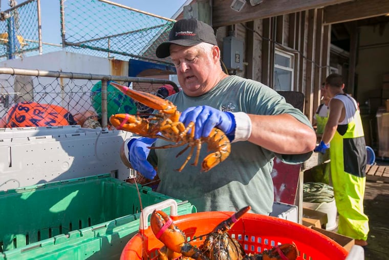 Rob Burcaw packs and weighs lobsters on the dock near Fish Alley in Sea Isle City.