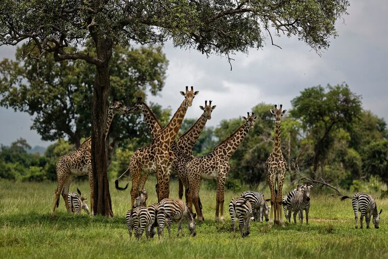 FILE - In this Tuesday, March 20, 2018, file photo, giraffes and zebras congregate under the shade of a tree in the afternoon in Mikumi National Park, Tanzania. The Trump administration has taken a first step toward extending protections for giraffes under the Endangered Species Act, following legal pressure from environmental groups. The U.S. Fish and Wildlife Service announced Thursday that its initial review has determined there is “substantial information that listing may be warranted” for giraffes.