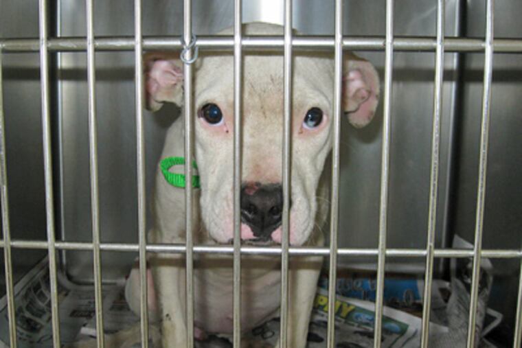 From a spot in the fight ring to a cage in the spotlight, this dog is one of five rescued Sunday from an East Germantown home believed to be part of a dogfighting operation. (PSPCA)