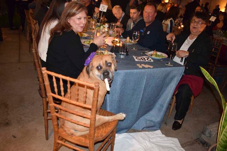 Rags enjoying dinner at the annual Pennsylvania SPCA's Bark & Whine benefit. For the Inquirer/Maggie Henry Corcoran