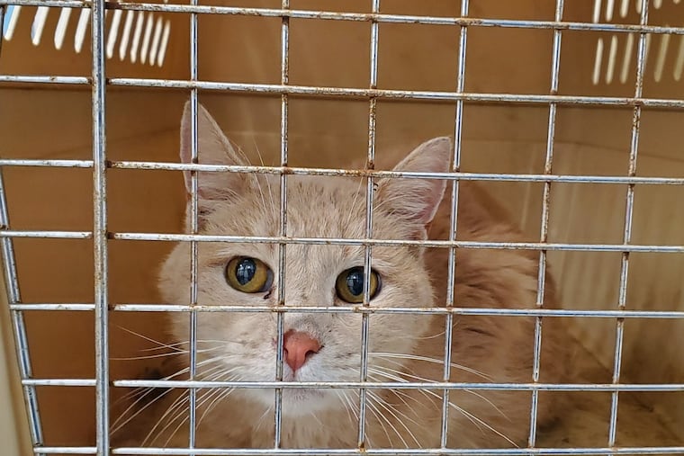 This cat was one of 33 rescued, along with three dogs, from a hotel room in Bensalem Township earlier this week, according to the Bucks County SPCA.
