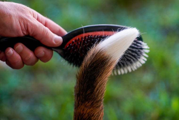 A handler brushes his beagle's tail before competing during the 146th Westminster Kennel Club Dog show in June.