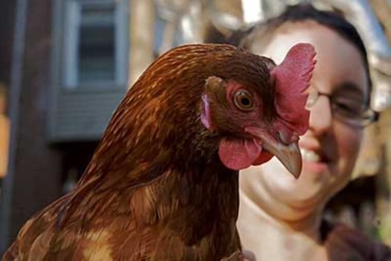 Zoe with one of the four chickens she keeps in a homemade coop only a few blocks from where the trolley slides along Baltimore Avenue in West Philadelphia. (John Costello / Staff Photographer)