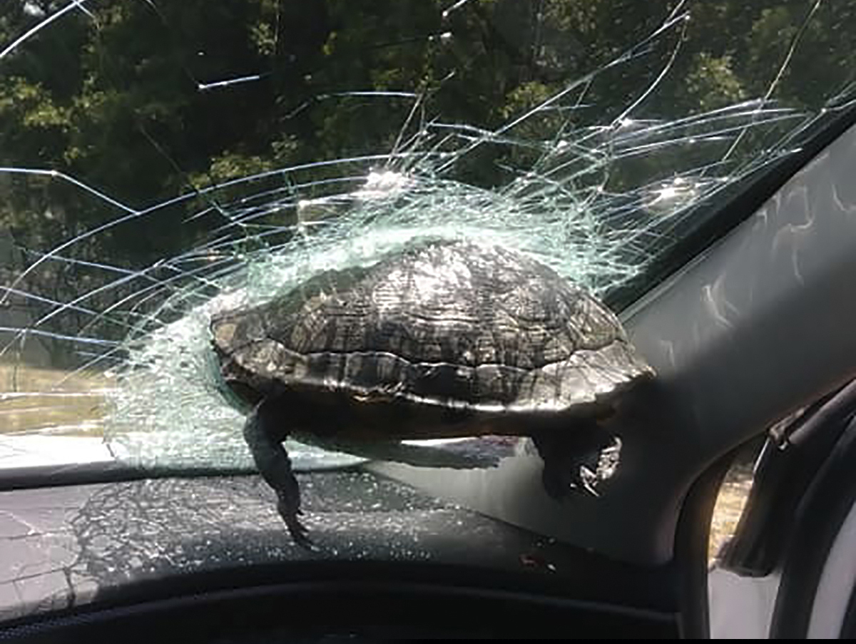 A turtle hangs halfway through the windshield of a car in in Savannah, Ga.