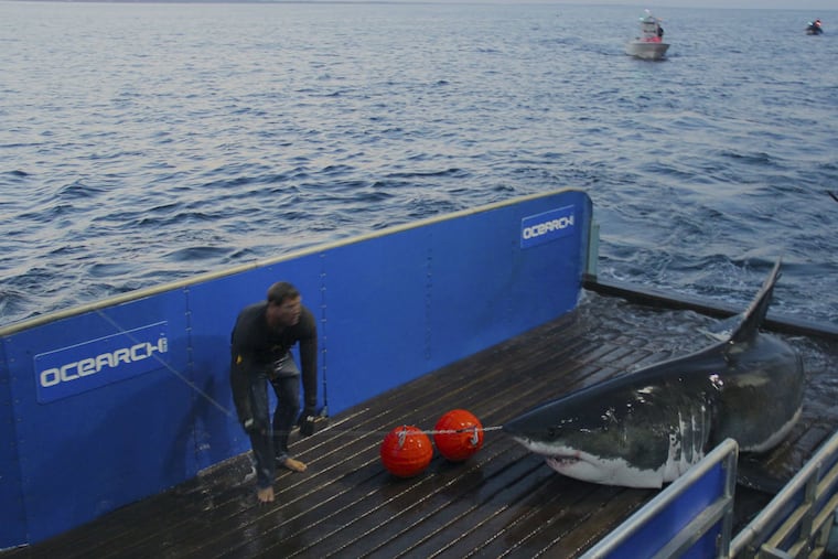 Great White shark Mary Lee.