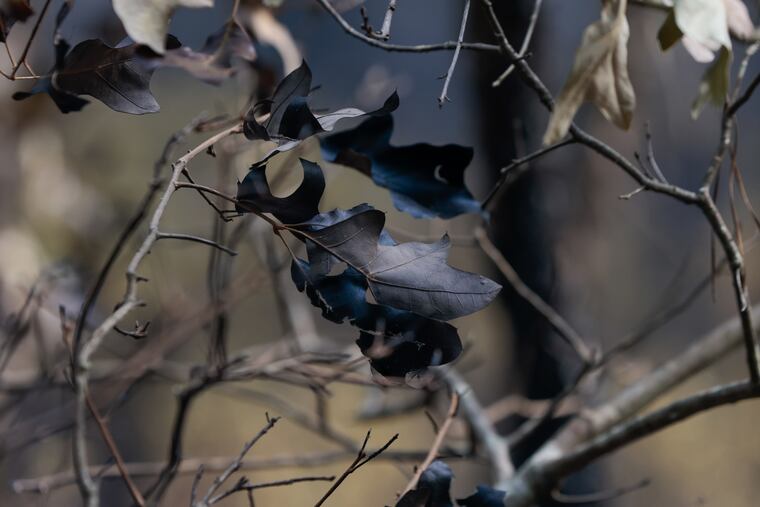 Charred forest as a result of backfires, set by firefighters, to prevent the spread of the 'Tea Time Hill' Wildfire near Wharton State Forest in New Jersey on Friday, July 5, 2024