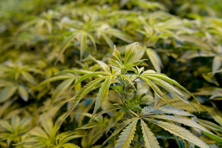 New Jersey Policy Perspective and New Jersey United for Marijuana Reform announced how much the state stands to gain in taxes if it legalizes marijuana.