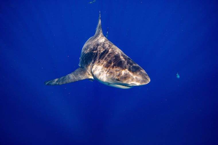 A bull shark swims off the coast of Jupiter, Fla., on Feb. 12.