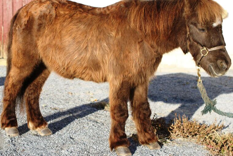 Ranger, like this pony, was exhibiting such symptoms as droopy behavior, hair coat changes, and hoof infections.