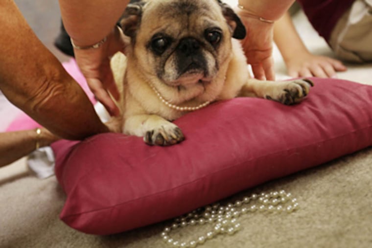 Henrietta the rescue pug waits patiently as she is situated for a photo shoot at Jill Andra Young Photography. (Susan Tusa/Detroit Free Press/MCT)