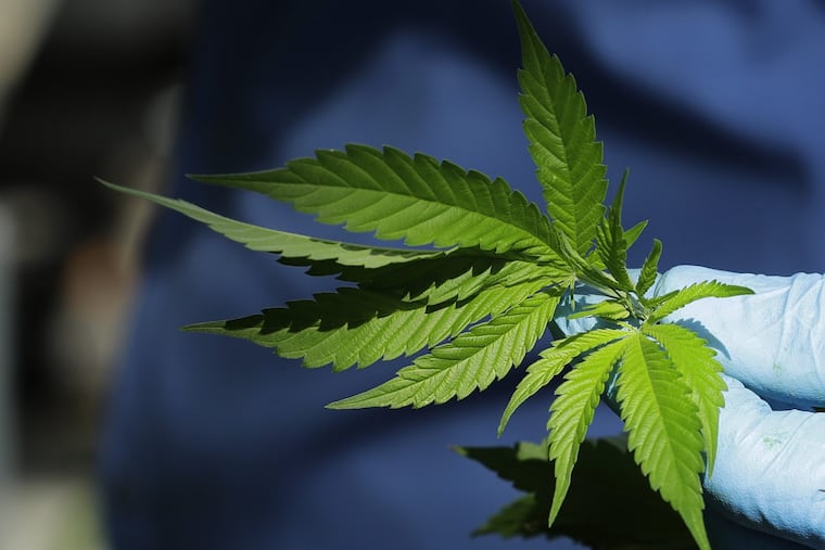 A worker holds a marijuana plant leaf. (AP Photo/Ted S. Warren)