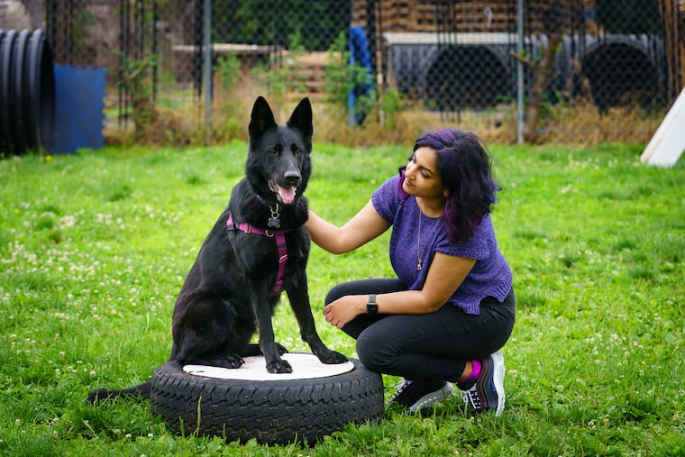 Amritha Mallikarjun, a cognitive scientist and postdoctoral research fellow at Penn Vet's Working Dog Center, works with Ivey, a dog who can detect ovarian cancer.