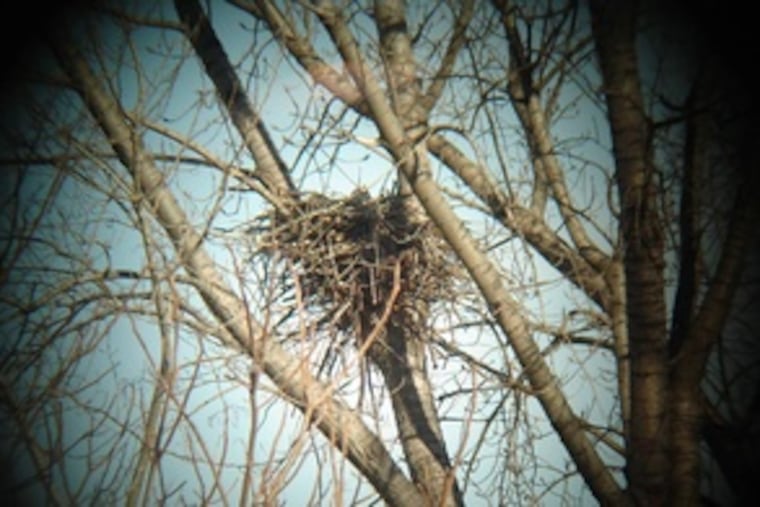 The bald eagles' nest , the first confirmed sighting in the city in more than two centuries. Debbie Beer returns almost daily.