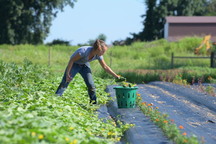 Stephanie Zimmermann-Schmitt, assistant manager of the St. Luke's Rodale Institute organic farm, harvests cucumbers.