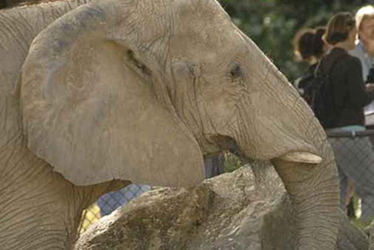 Petal, an African elephant, pictured from 2006 at The Philadelphia Zoo. ( Inquirer file photo)