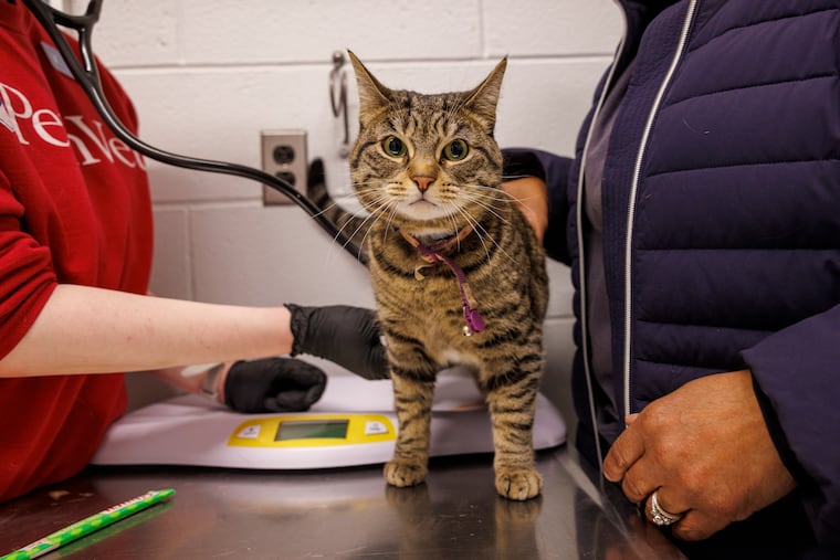 Cleo, a 2-to-3-year-old cat belonging to Lanora Wells (right) of Philadelphia gets her heart checked by Natalie LaScala (left) with stethoscope.