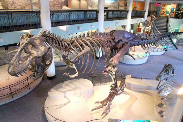 A Tyrannosaurus rex skeleton dominates Dinosaur Hall at the museum.