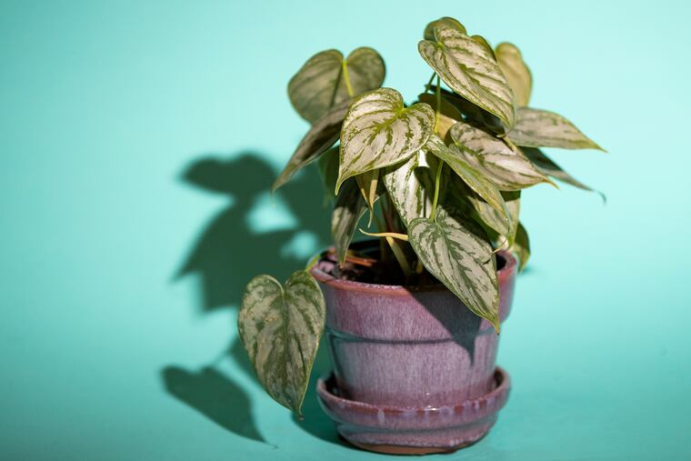 Plants are photographed at Urban Jungle in South Philadelphia on Friday, March 06, 2020. It is for a story on the best plants to have at an office or desk.