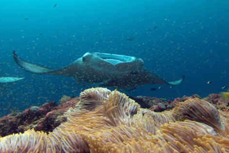 The film has footage from Galapagos, Raja Ampat, Maldives, Azores, French Polynesia and Belize.