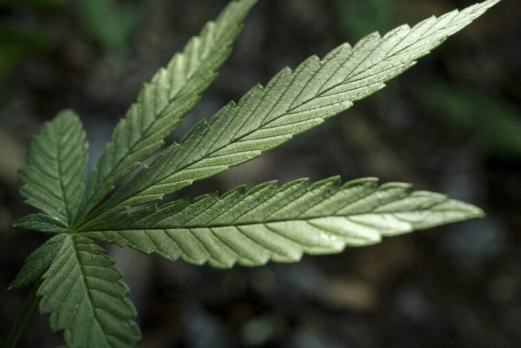 The City of Lynwood is the first in Los Angeles County to start negotiating with licensees who would grow, manufacture, and deliver pot.