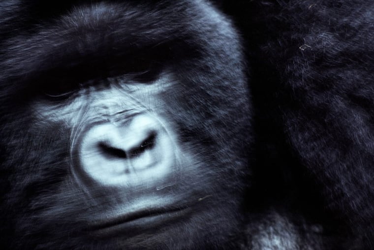 “Mrithi,” a silverback mountain Gorilla, in the Virunga Mountains, Rwanda, 1981, among Michael Nichols’ photographs in the exhibit at the Philadelphia Art Museum.