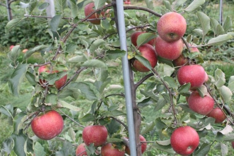 Picking is abundant at Highland Orchards.